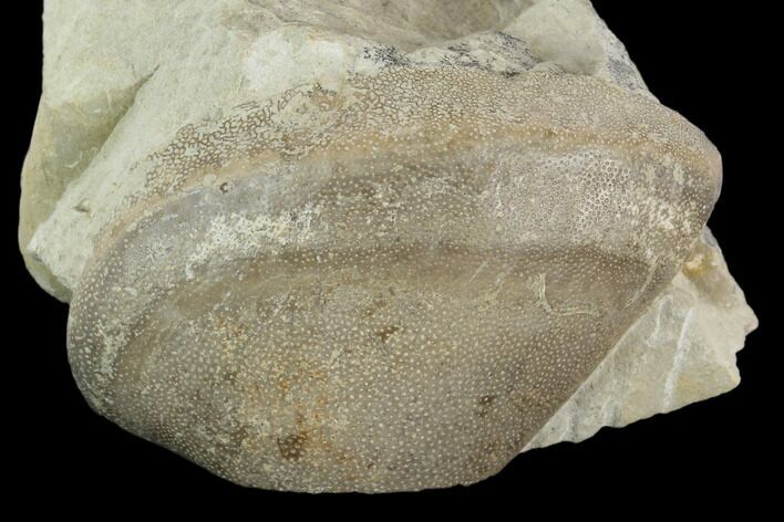 Ammonite Aptychus Fossil in Rock - Drügendorf, Germany #125452